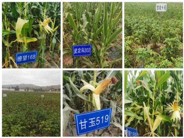 通渭縣種子服務(wù)站引領(lǐng)種業(yè)創(chuàng)新，新品種試驗(yàn)示范觀摩活動(dòng)促農(nóng)增收