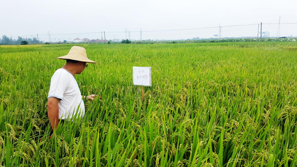 攜手并進(jìn)，共創(chuàng)未來(lái) 網(wǎng)總管與禾佳源農(nóng)業(yè)共建特用型農(nóng)作物種子新篇章