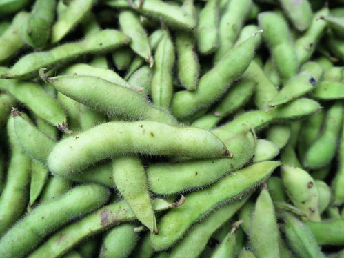 農(nóng)村大嫂巧種優(yōu)質(zhì)蔬菜，年收兩茬創(chuàng)收高，畝收益達(dá)1.2萬(wàn)元