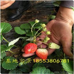 農(nóng)作物種子與種苗 價(jià)格、廠家與批發(fā)采購(gòu)指南
